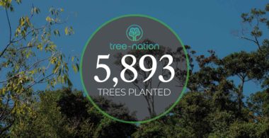 Shackletons Plants 5,893 Trees